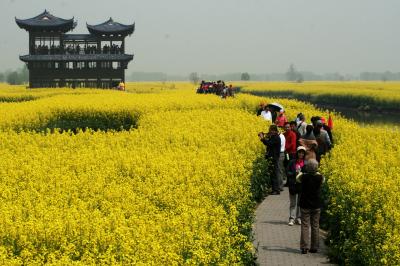 2012春、中国旅行記22(24/50)：4月16日(4)：興化市、千島菜花風景区、水郷遊覧、展望台、雀、紋白蝶