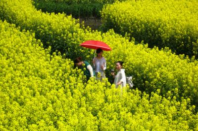 2012春、中国旅行記22(25/50)：4月16日(5)：興化市、千島菜花風景区、展望台からの眺望、風車、日傘