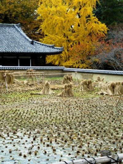 紅葉の奈良　東大寺・春日大社