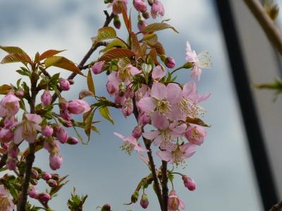 丸の内でヒマラヤ桜を見る