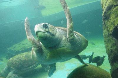 ウミガメごっつん～姫路市立水族館～。