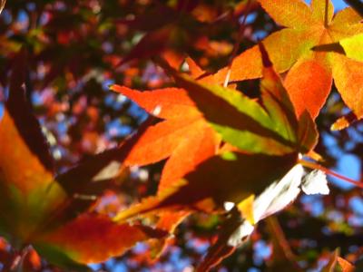 秋の日本へ5★静岡★赤と緑のコントラストが美しい紅葉山庭園　＠　駿府城公園