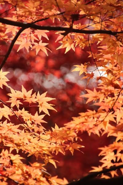 冬のレッサーパンダ・オフ会は市川市動植物園で紅葉の自然林散策付き（１）これまでと違うルートでアクセス！～大町自然観察園ともみじ山の紅葉を愛でながら