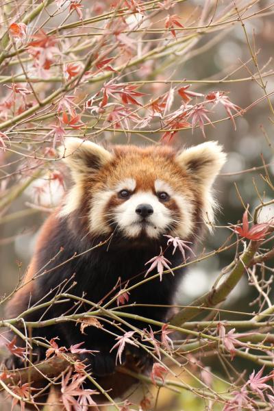 冬のレッサーパンダ・オフ会は市川市動植物園で紅葉の自然林散策付き（２）Baby Red Panda！～元気いっぱい、メイファちゃんの忘れ形見の優花（ユーファ）ちゃん・梨花（リーファ）ちゃん・明登（メイト）くん