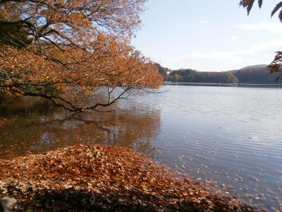 師走の紅葉がり