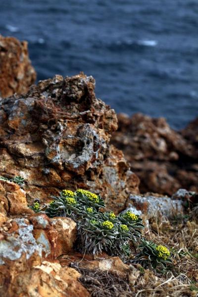 車で静岡 ★伊豆半島　晩秋の海岸植物を訪ねて