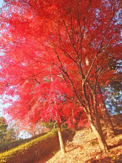 自転車でウロウロ…・広見公園の紅葉　2013.12.11