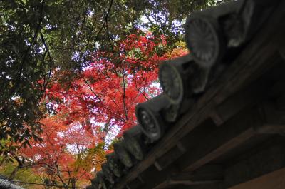 師走の紅葉　～柞原天満宮（ゆすはら）～
