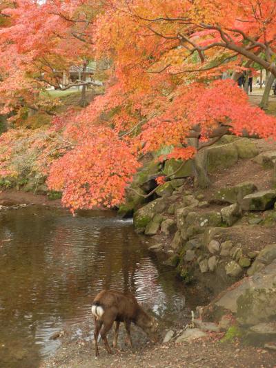 2013紅葉の奈良でオフ会３連発【その１】ようこそ夏さん！奈良公園周辺を散策withガブちゃん