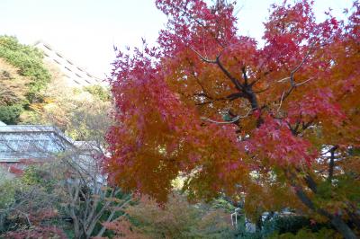 紅葉の有馬温泉