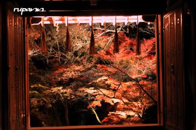 2013 京都山科　本堂修復落慶記念　晩秋の紅葉に映える毘沙門堂 初めてのライトアップ