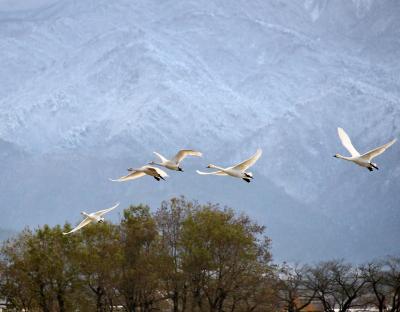池周囲 1,230m瓢湖の白鳥渡来数 5,378羽