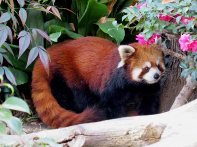 初冬のレッサーパンダ紀行【４】 王子動物園　今シーズンこそっ！！相変わらずのイケパンさんなガイア君＆ルナちゃん！！ そして、思い出の味 宝塚花の道Ｐａｓｔａで夕食（2013冬の関西レサパン・オフ会開催）