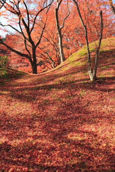 京都の御所と離宮(18)　美しき散紅葉…晩秋の仙洞御所へ