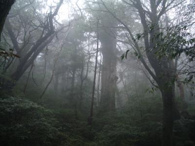 １２月の屋久島