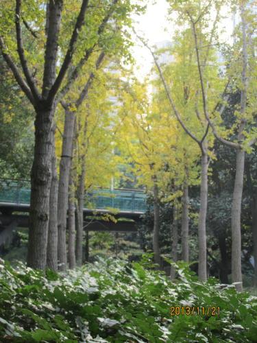 上海の徐家匯公園・１３年秋