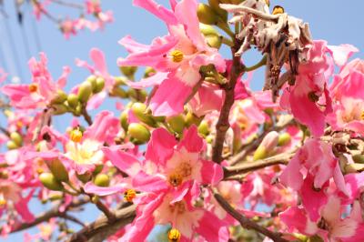 ○o。.こだわり過ぎたおきなわ４日目（やちむんの里＆カフーリゾートフチャクコンドホテル）２０１３冬.。o○