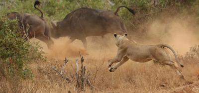 ケニア再訪・ディアニビーチ&ツァボ国立公園 vol.7 ライオンVSバッファロー！
