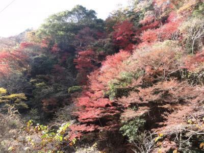 もみじ散策帖 ～千葉君津編 東大千葉演習林ハイキング～一日目