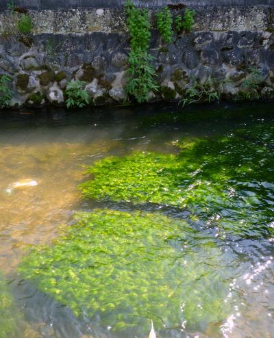 【 水の集うまち長井 】 ・ レンタサイクルで、瀟洒な  “ 歴史的建造物 ” めぐり ②／②