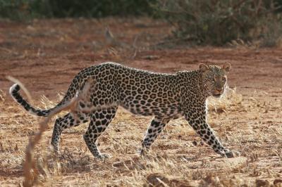 ケニア再訪・ディアニビーチ&ツァボ国立公園 vol.8 チーターに会いたい！と念じていたら、いつも通りヒョウが現れ・・・ツァボ・ウェストで「居ながらサファリ」を大満喫。