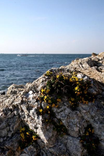 小さな旅●伊良湖岬 冬の海岸を彩るアゼトウナ