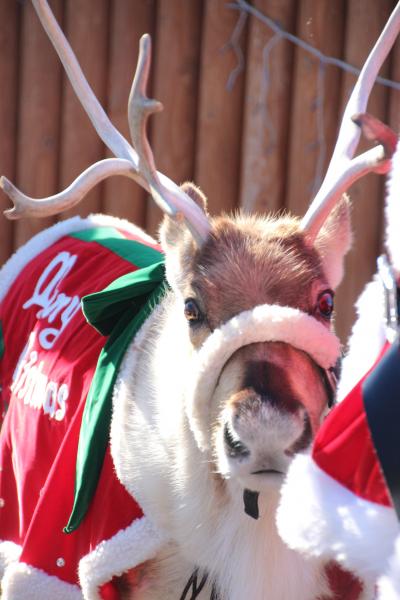 もうすぐクリスマスの東武動物公園とイルミネーション（１）トナカイのハナちゃんのキャラバンとクリスマス・アニマルパレード＆ふれあい動物の森の仲間たち