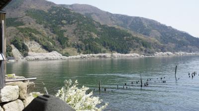 海津大崎の桜と鮒寿司　メタセコイヤ並木から在原業平伝説の村を行く