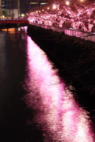 目黒川に舞う冬の夜桜☆みんなのイルミネーション2013