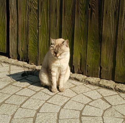 猫好きなら一度は行きたい街