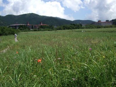 箱根湿生花園と仙石原のすすき