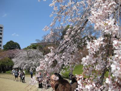 桜咲く、東京の庭園・小石川後楽園