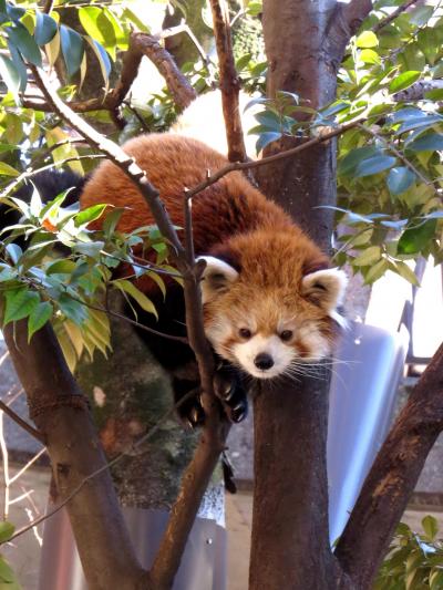 初冬のレッサーパンダ紀行【７】 上野動物園＆大崎公園子供動物園　展示再開！！嬉しい黄太郎君とアンアンちゃんの同居＠上野　元気で何より！！キキ君＆ミクちゃん＠大崎