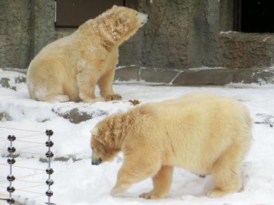 雪だからこそ満喫！？冬の円山動物園♪