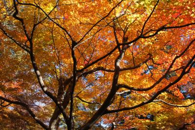 高崎の観音山を歩く～洞窟観音から高崎観音まで。晩秋の輝くような紅葉に、焼きまんじゅうとそばがきも絶品です～
