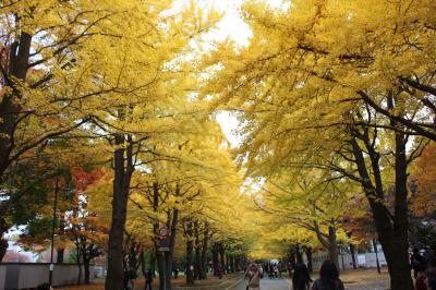 紅葉映えるイチョウ並木の札幌を散策