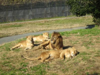 子どもと一緒に出かける、寒気厳しき播州 Vol.3：野生動物を身近に楽しめる姫路セントラルパーク～幼き頃に思いを馳せながら～