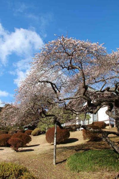 2013年の暮れ①【 本塩釜駅前のイルミ 】と【 四季桜と雪の鹽竈神社・志波彦神社 】塩竈市 宮城県 