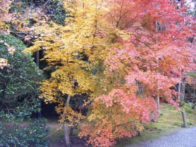 帰るついでに京都の紅葉