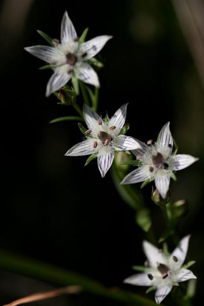 小さな旅●新城の里山に咲く秋の野花 ムラサキセンブリ・イヌセンブリ