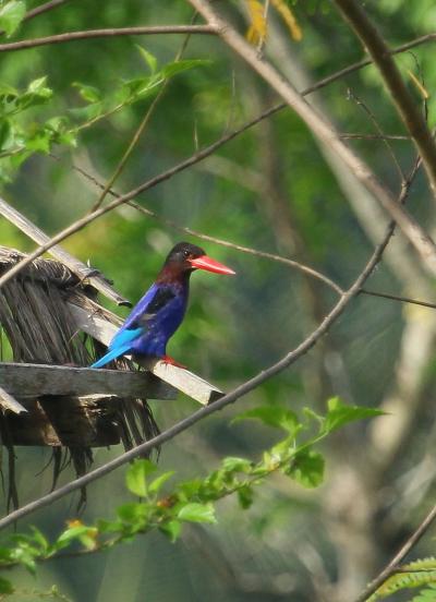 ウブドの宝石「ジャワショウビン」を探して、田んぼに落下・・・初めてのバリ島でカウントダウン。