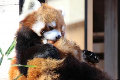 歳末レッサーパンダ詣で千葉市動物公園へ（２）Red Panda 特集（後編）よいお年を、風太くん一家！