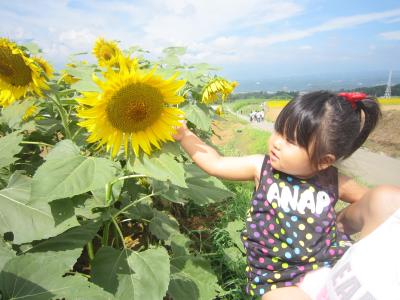 姫ちゃんサンフラワーフェスへ行く　２０１０