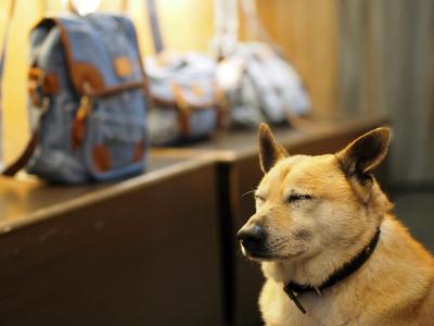 猫達との約束 in 台湾　～2日目　九分へ～