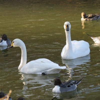 小野ｱﾙﾌﾟｽ初登りと鴨池の白鳥