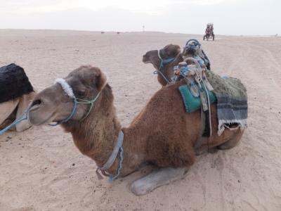 幻想のチュニジア８日間＜6＞ドゥーズ2　サハラ砂漠でラクダに乗る！