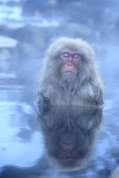 長野　地獄谷野猿公苑のスノーモンキー