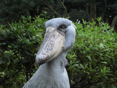 のんびり伊豆～伊豆シャボテン公園