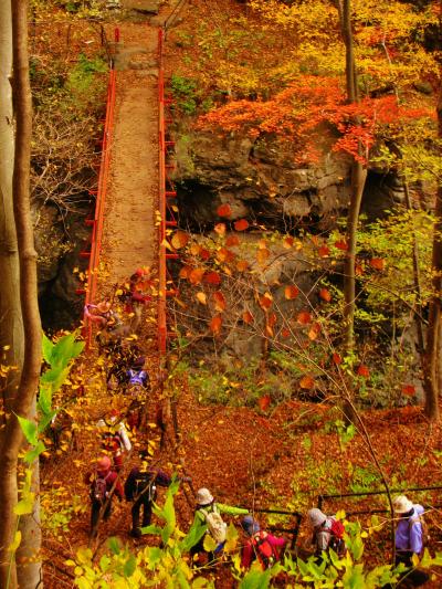 吾妻渓谷1/3　吾妻峡の名勝=鹿飛橋を渡って　☆紅葉はいま盛りに	