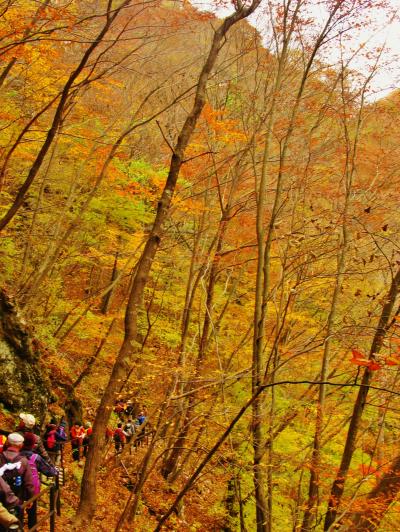 吾妻渓谷2/3　吾妻峡の絶景=小蓬莱に登って　☆落葉舞い散る林間	